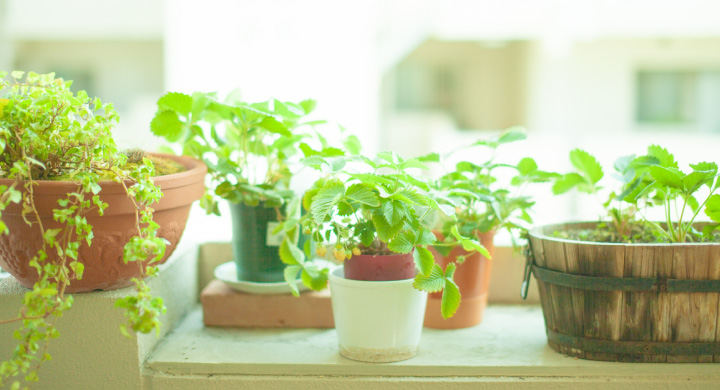 育ててみよう！初心者向けの観葉植物