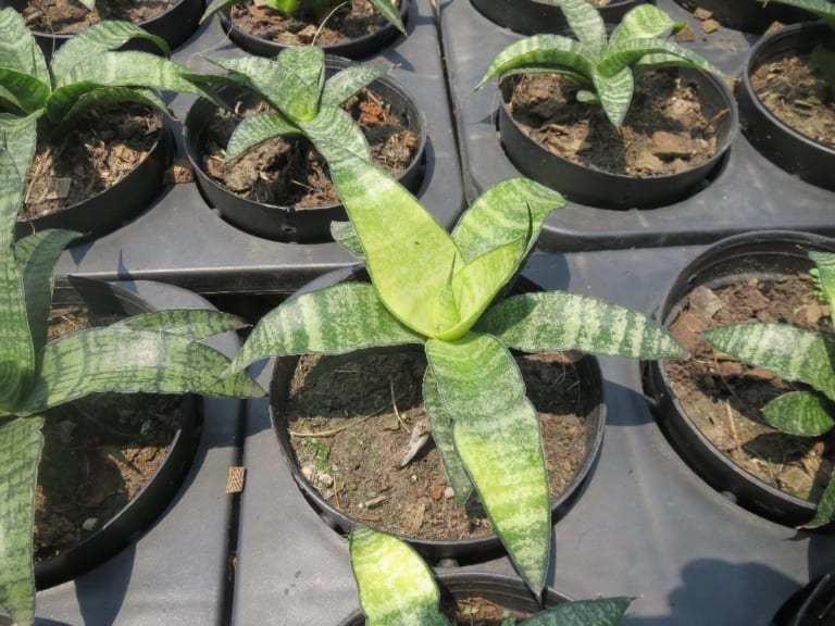 珍しい観葉植物を求めて タイへ その１ はなみどり ブログ