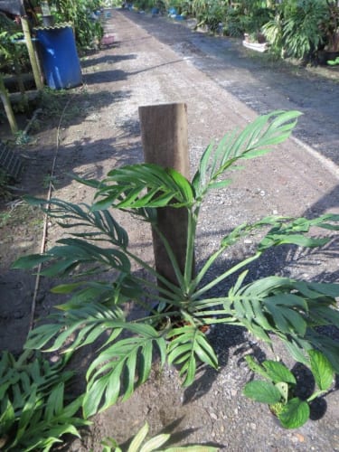 珍しい植物を求めて　タイへ　その４　蔓（カズラ）