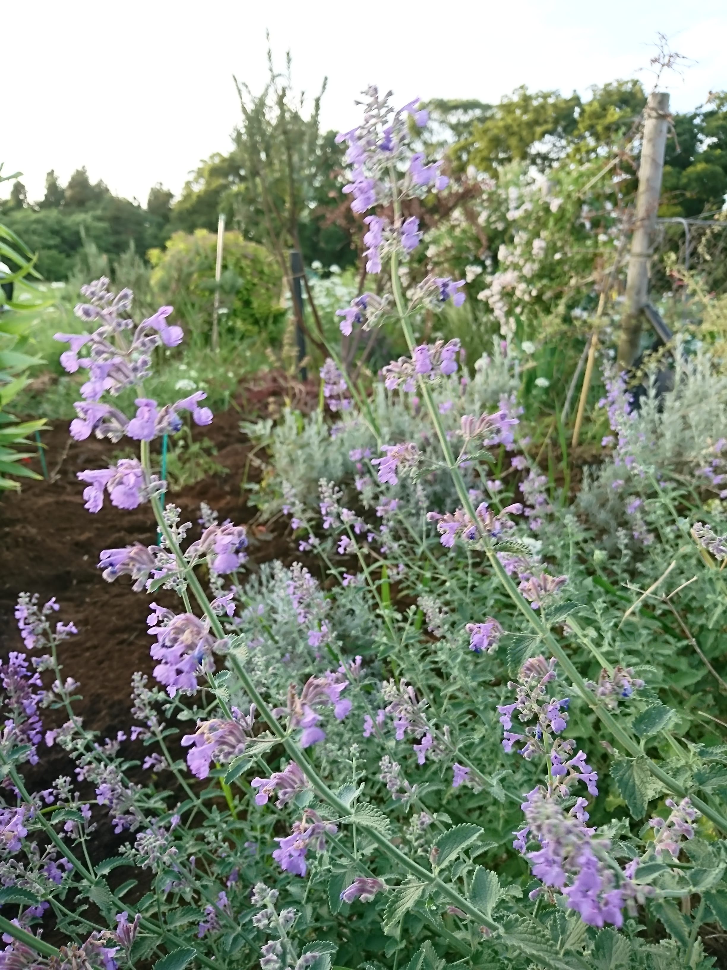 花 植物の専門通販 はなみどり 植物 花のある暮らし フラワーギフトからガーデニングまで